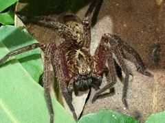 Heteropoda distincta