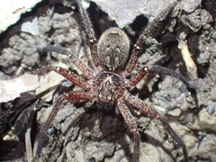 Heteropoda distincta