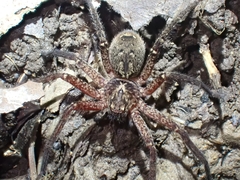 Heteropoda distincta