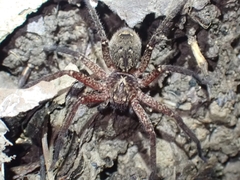 Heteropoda distincta