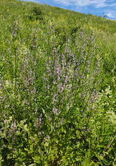 Nepeta nuda