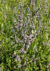 Nepeta nuda