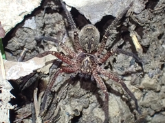 Heteropoda distincta