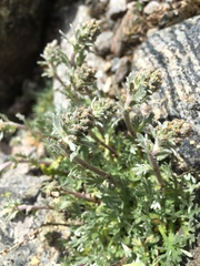 Artemisia genipi