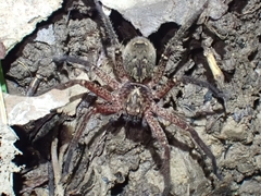 Heteropoda distincta