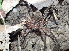 Heteropoda distincta