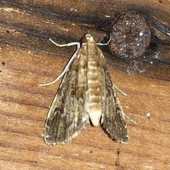 Elophila gyralis