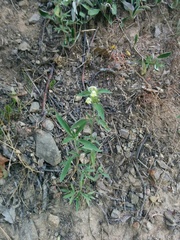 Galeopsis segetum
