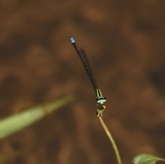 Pseudagrion indicum