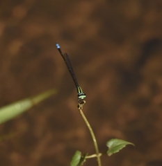 Pseudagrion indicum