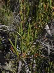 Strangea linearis
