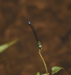 Pseudagrion indicum