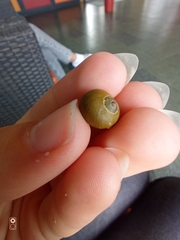 Littorina obtusata