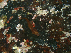 Parvicrepis