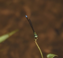 Pseudagrion indicum