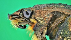 Protaetia orientalis sakaii