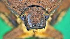 Protaetia orientalis sakaii