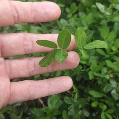 Arachis duranensis
