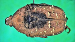 Protaetia orientalis sakaii