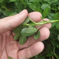 Arachis duranensis