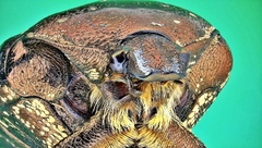 Protaetia orientalis sakaii
