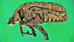 Protaetia orientalis sakaii