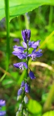 Polygala hybrida