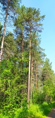 Pinus sylvestris