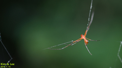 Argyrodes miniaceus