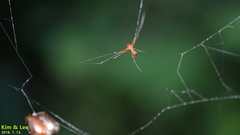 Argyrodes miniaceus