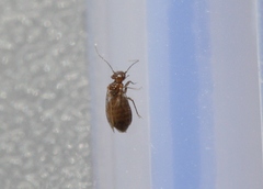 Ectopsocopsis