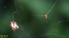 Argyrodes miniaceus