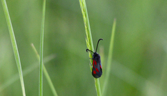 Zygaena nevadensis