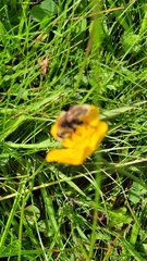 Bombus muscorum
