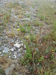 Achillea ageratum