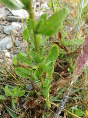 Achillea ageratum