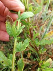 Achillea ageratum
