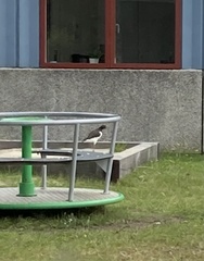 Haematopus ostralegus