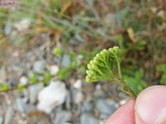 Achillea ageratum