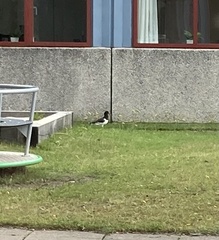 Haematopus ostralegus