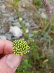Achillea ageratum