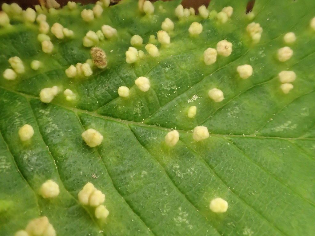 Elm Leaf Gall Mite