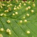 Elm Leaf Gall Mite - Photo (c) Eric Knopf, some rights reserved (CC BY-NC), uploaded by Eric Knopf