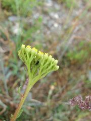 Achillea ageratum