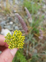 Achillea ageratum