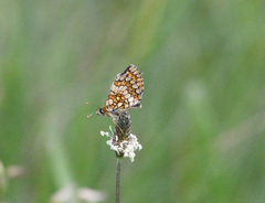 Melitaea deione