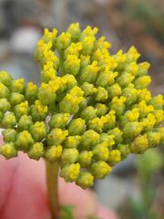 Achillea ageratum
