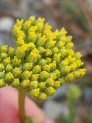 Achillea ageratum