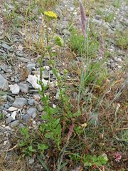 Achillea ageratum