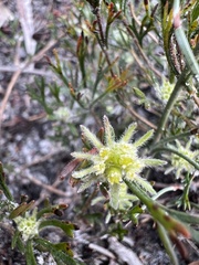 Actinotus glomeratus